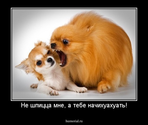 Не шпицца мне, а тебе начихуахуать!