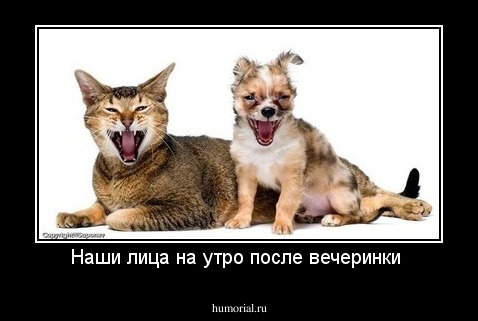 Наши лица на утро после вечеринки 