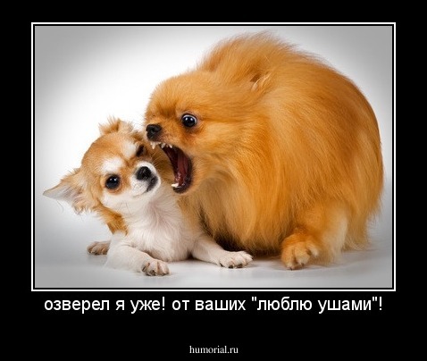озверел я уже! от ваших "люблю ушами"!