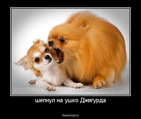 шепнул на ушко Джигурда