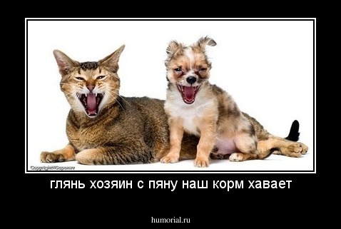 глянь хозяин с пяну наш корм хавает