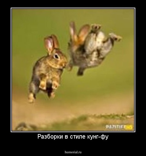 Разборки в стиле кунг-фу