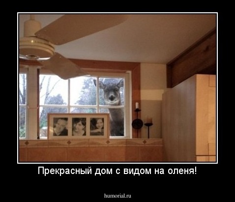 Прекрасный дом с видом на оленя!