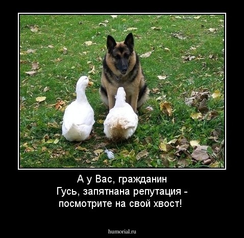 А у Вас, гражданин Гусь, запятнана репутация - посмотрите на свой хвост!
