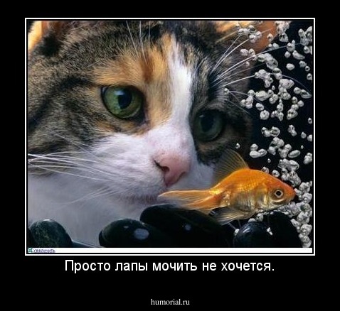 Просто лапы мочить не хочется.