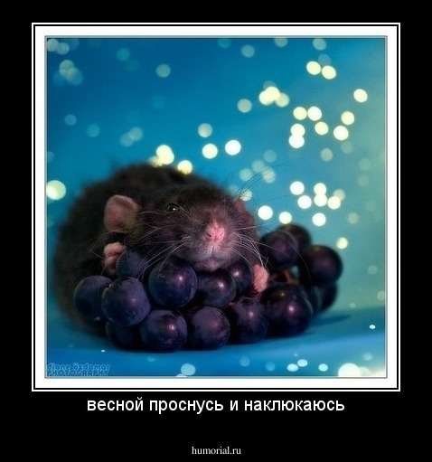 весной проснусь и наклюкаюсь