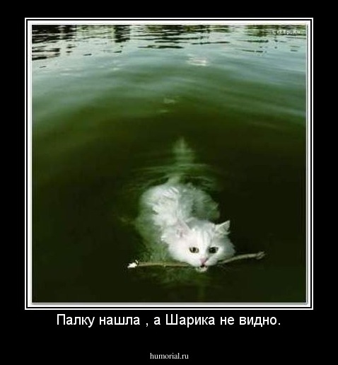 Палку нашла , а Шарика не видно.