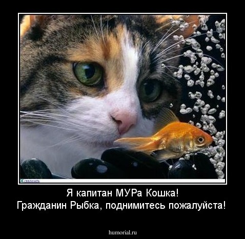 Я капитан МУРа Кошка! Гражданин Рыбка, поднимитесь пожалуйста!