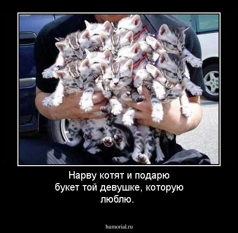 Нарву котят и подарю букет той девушке, которую люблю.