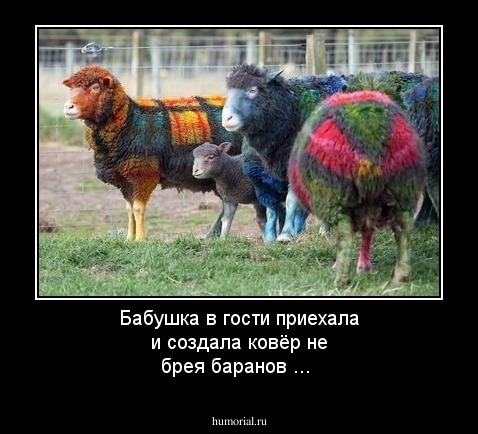 Бабушка в гости приехала и создала ковёр не брея баранов ...
