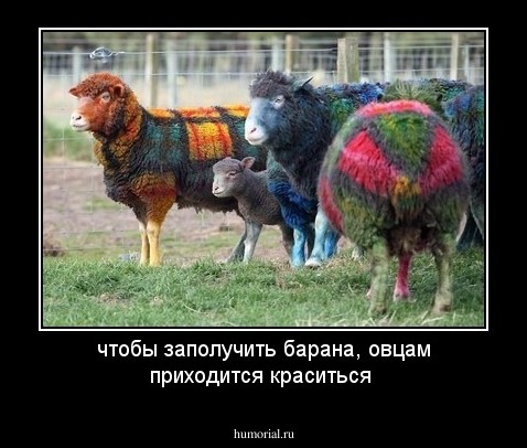 чтобы заполучить барана, овцам приходится краситься