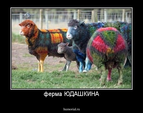 ферма ЮДАШКИНА