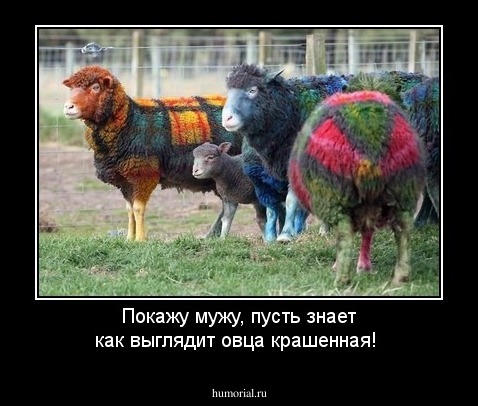 Покажу мужу, пусть знает как выглядит овца крашенная!