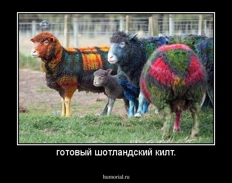 готовый шотландский килт.
