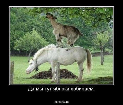 Да мы тут яблоки собираем.