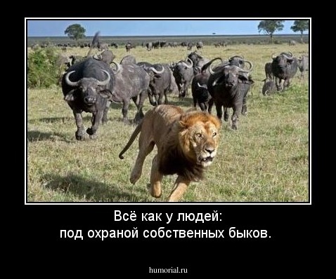 Всё как у людей: под охраной собственных быков.