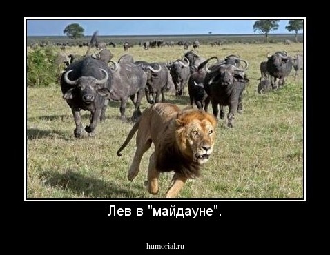 Лев в "майдауне".