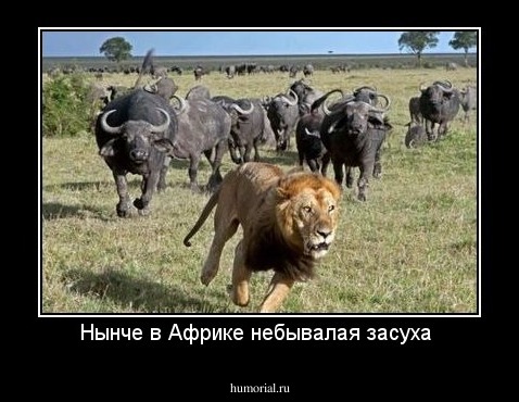 Нынче в Африке небывалая засуха 