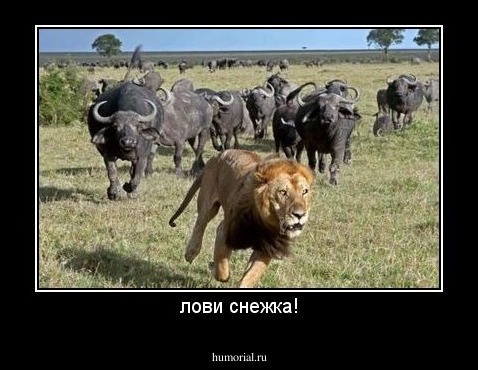 лови снежка!