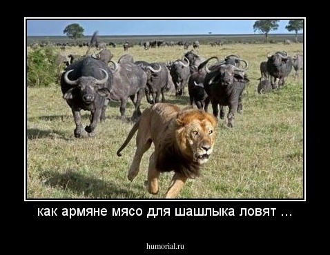 как армяне мясо для шашлыка ловят ...