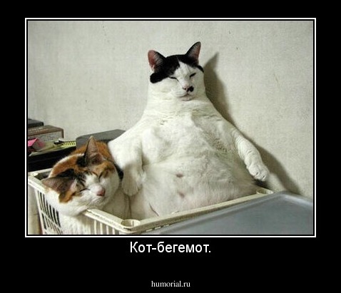 Кот-бегемот.