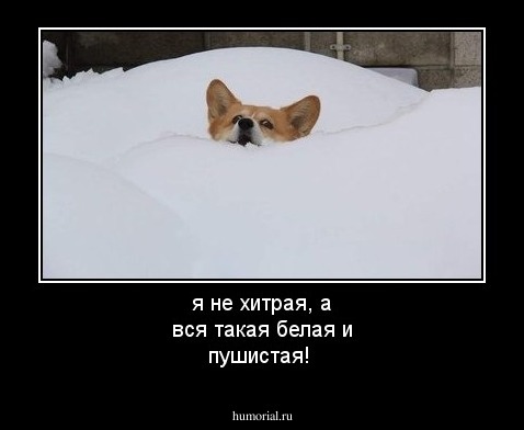 я не хитрая, а вся такая белая и пушистая!