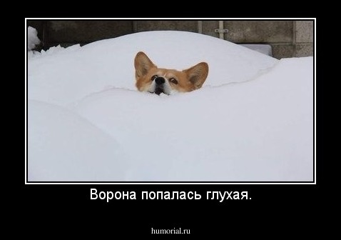 Ворона попалась глухая.