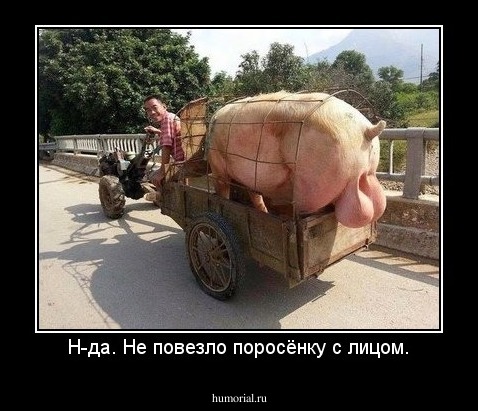 Н-да. Не повезло поросёнку с лицом.