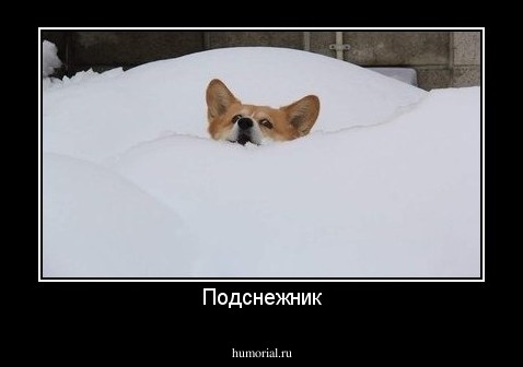 Подснежник