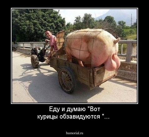  Еду и думаю "Вот курицы обзавидуются "... 