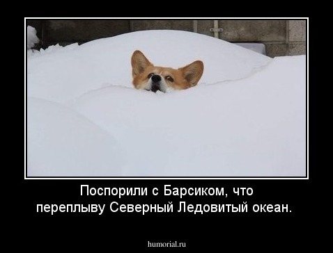 Поспорили с Барсиком, что переплыву Северный Ледовитый океан.