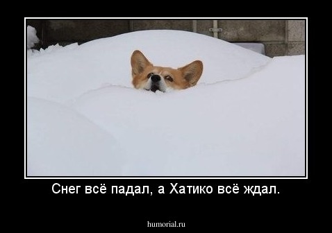 Снег всё падал, а Хатико всё ждал.
