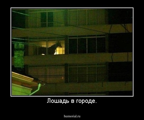 Лошадь в городе.