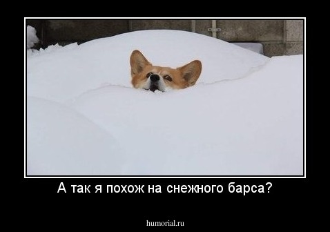 А так я похож на снежного барса?
