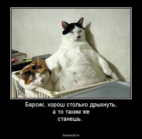Барсик, хорош столько дрыхнуть, а то таким же станешь.