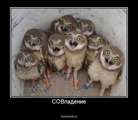 СОВпадение