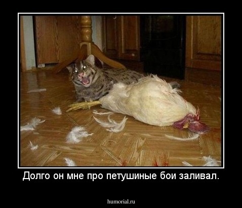 Долго он мне про петушиные бои заливал.