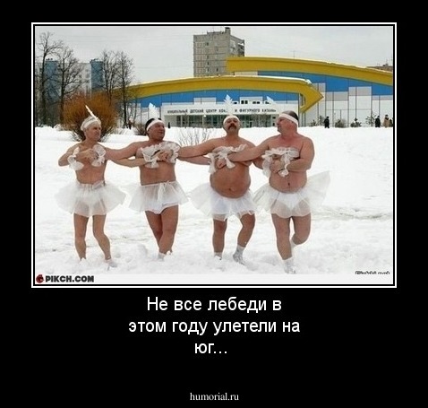 Не все лебеди в этом году улетели на юг...