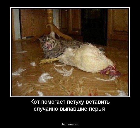 Кот помогает петуху вставить случайно выпавшие перья