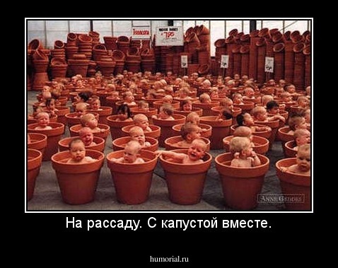 На рассаду. С капустой вместе.