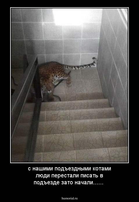 с нашими подъездными котами люди перестали писать в подъезде зато начали......