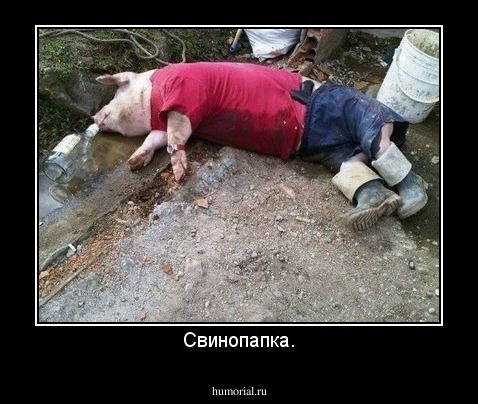 Свинопапка.