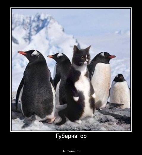 Губернатор