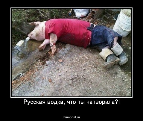 Русская водка, что ты натворила?!