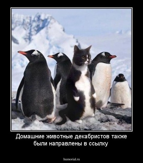 Домашние животные декабристов также были направлены в ссылку 