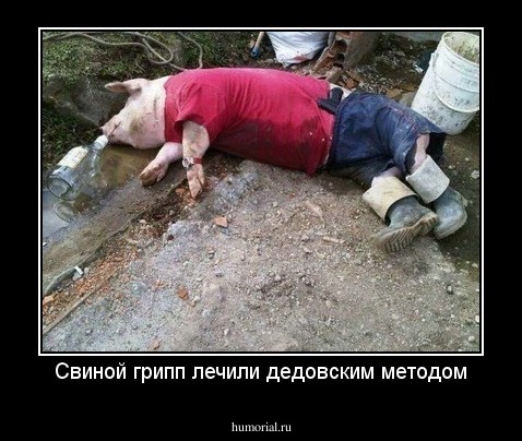 Свиной грипп лечили дедовским методом
