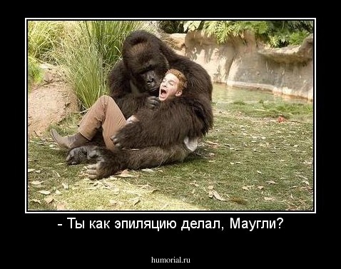- Ты как эпиляцию делал, Маугли?
