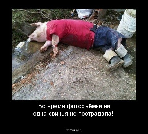 Во время фотосъёмки ни одна свинья не пострадала!