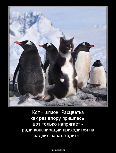 Кот - шпион. Расцветка как раз впору пришлась, вот только напрягает - ради конспирации приходится на  задних лапах ходить.