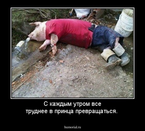 С каждым утром все труднее в принца превращаться.